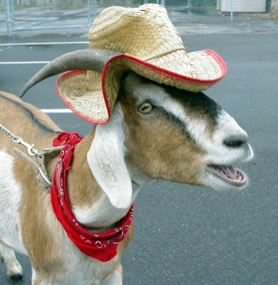 female goat.png