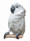 Parrot white 60HS.jpg