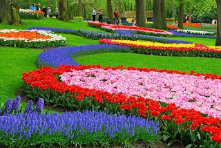 Keukenhof parque tulipanes2.jpg