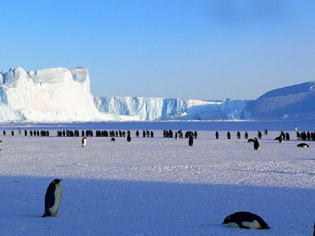 penguins-429136_640.jpg