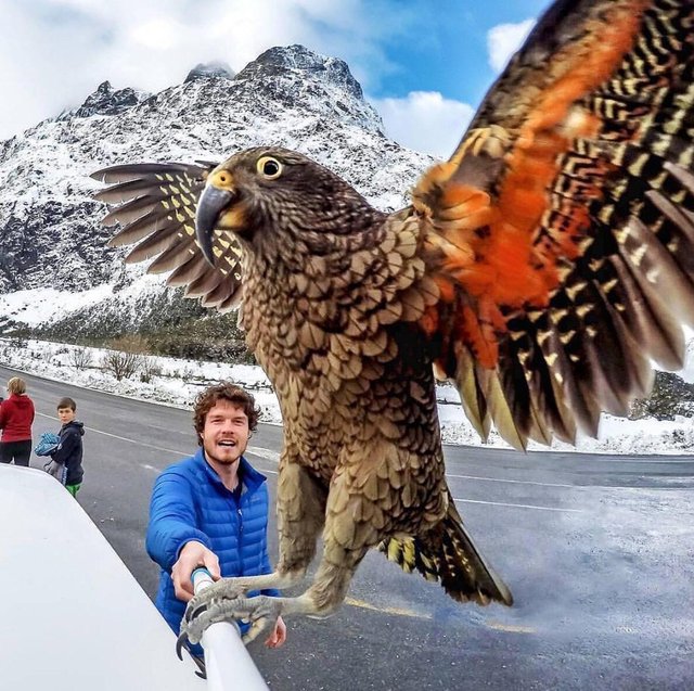 kea.jpg