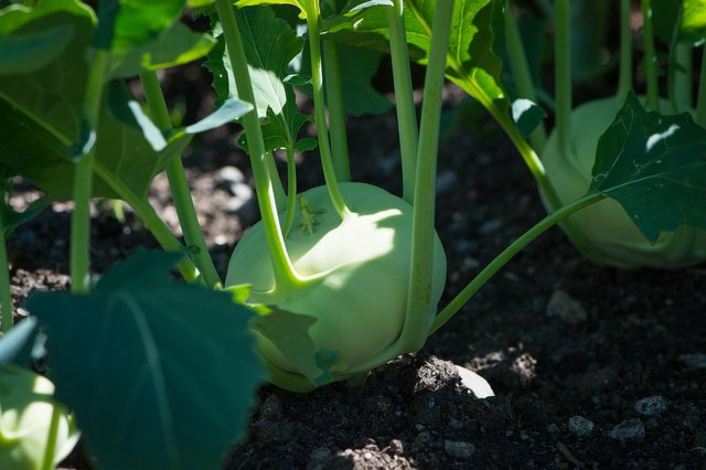 kohlrabi-1595302_1920.jpg