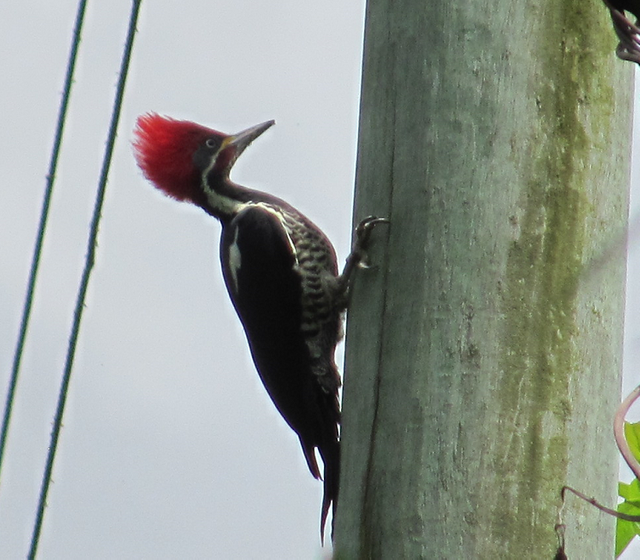 Drycopus lineatus. Carpintero real.2.png