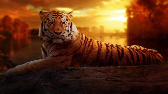 tiger-1920x1080.jpg