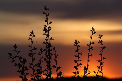 spring-179584__340.jpg