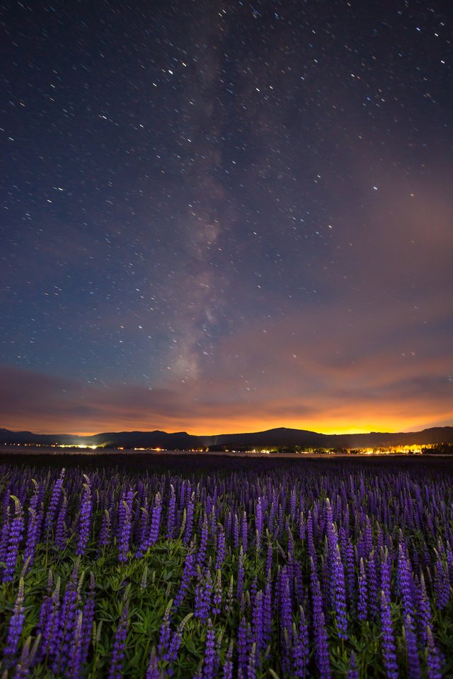 Tahoe Lupine at Night 2.jpg