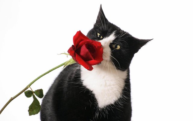 Beautiful-Cat-and-Red-Rose-roses-16155703-1280-800.jpg