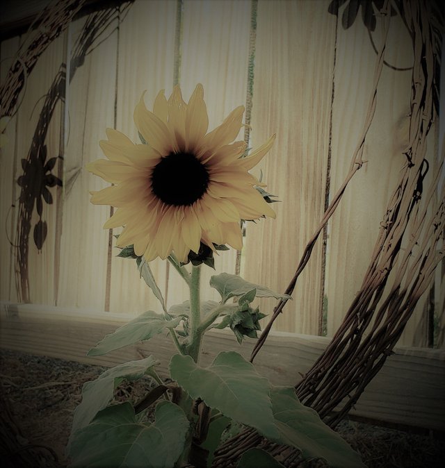 burlesque sunflower.jpg