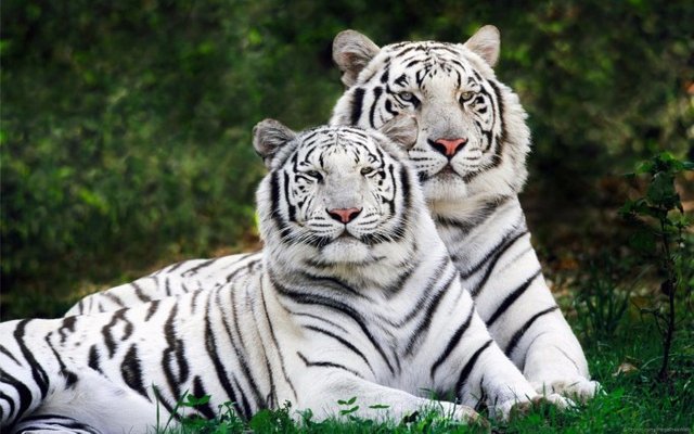 White-Tiger-4K-Wallpaper-680x425.jpg