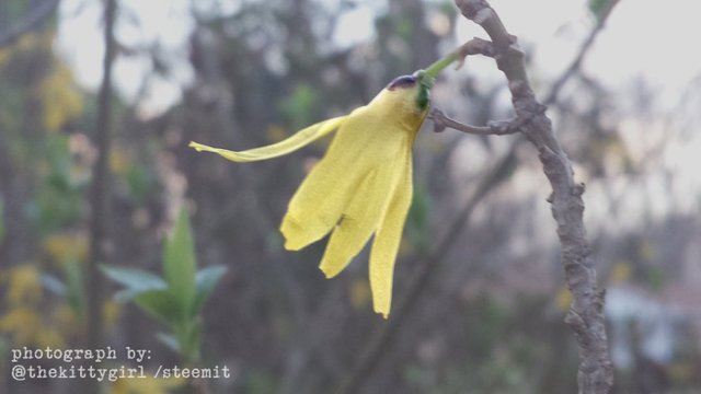 Forsythia-4.jpg