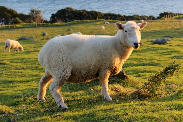 sheep-2524060_960_720.jpg