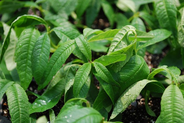 Verbena Leaves.jpg