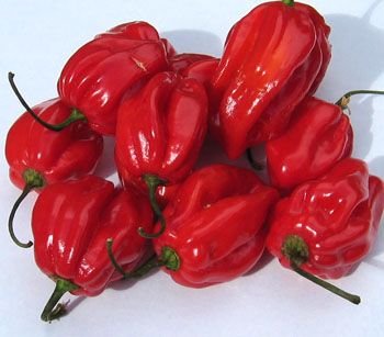 caribbean_habanero_pepper.jpg