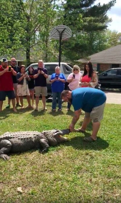 Crocodile Trainer.jpg