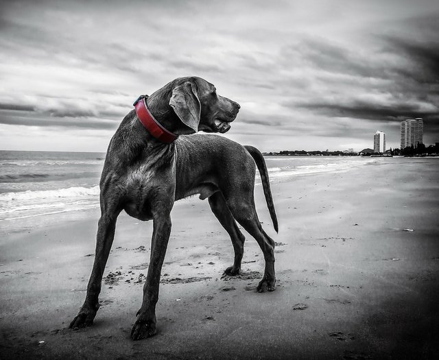 weimaraner-143753_1920.jpg