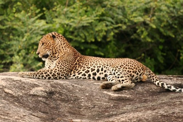 Leopard-Park-Yala.jpg