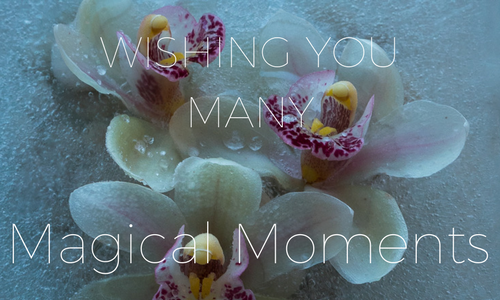 MAGICAL MOMENTS daffodil-1 copy 2.png