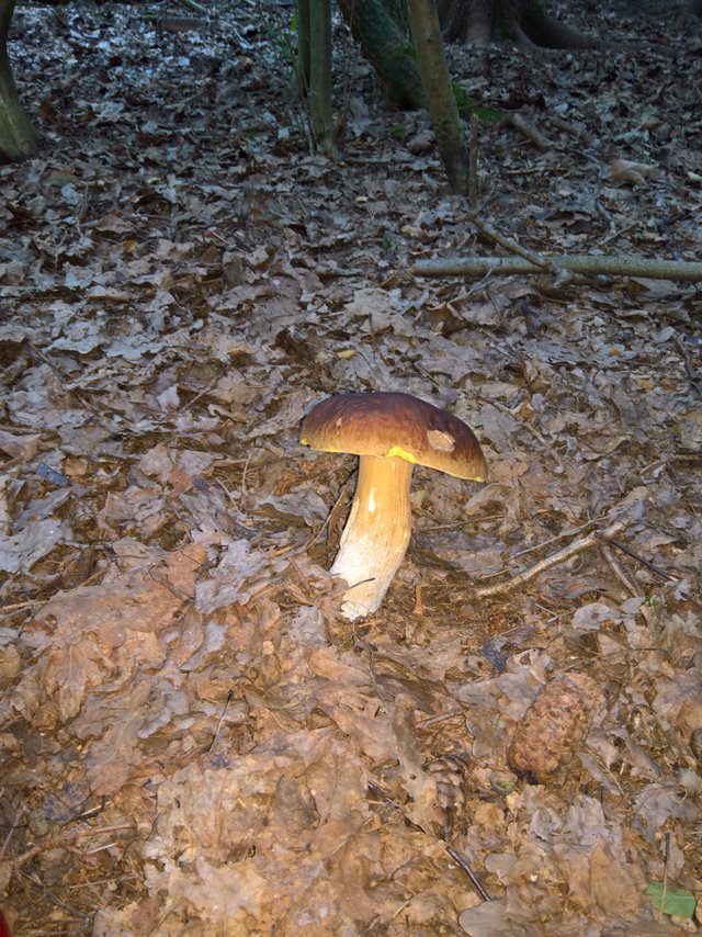 pilz.jpg