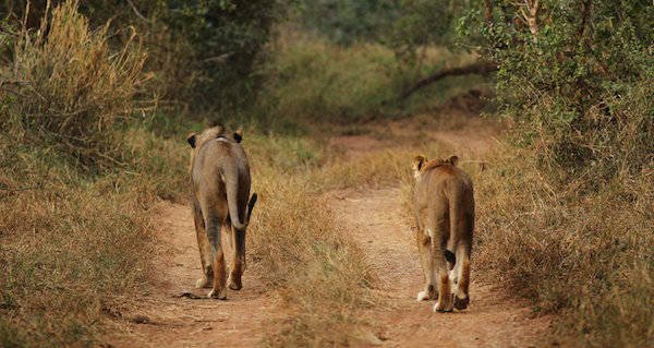 lions-kruger-park-2.jpg