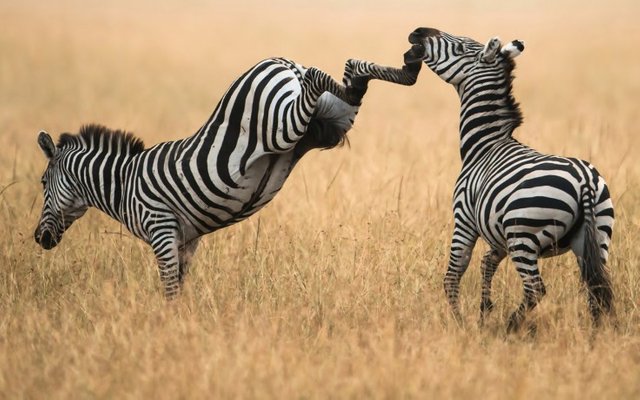 zebras-zebra-version-uppercut-zebras-savanna-grass-kick-full-hd-1080p-background-736x460.jpg