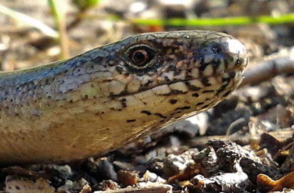 slow_worm_head.jpg