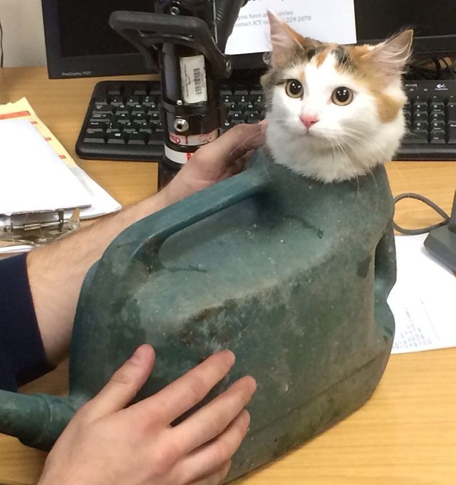 Cats stuck store in weird places