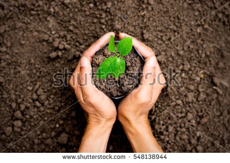 stock-photo-two-hands-of-the-men-was-carrying-a-bag-of-potting-seedlings-to-be-planted-into-the-soil-548138944.jpg