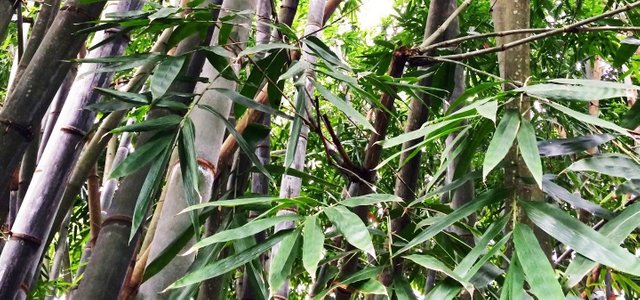 bamboo-trivandrum-zoo-high-contrast (1).jpg