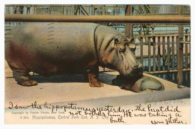 Hippo, Central Park Zoo, 1906.jpg