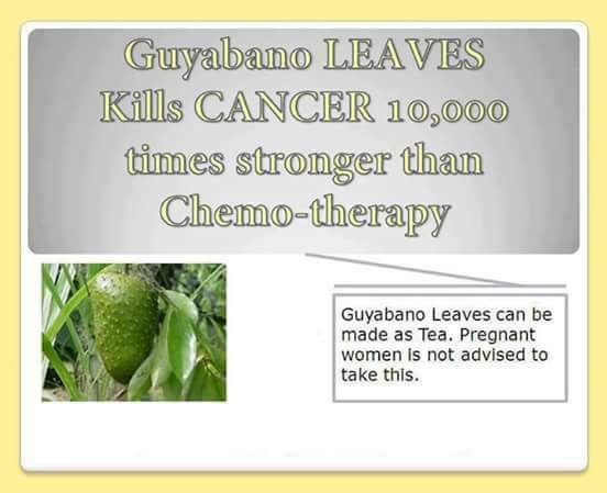 Guyabano Can Cure Steemit