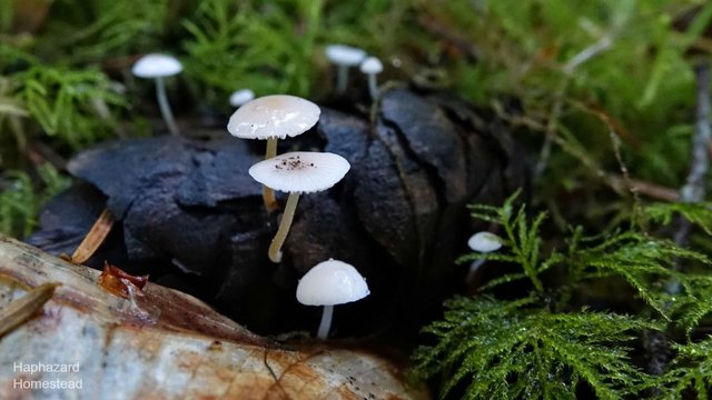 x Fir-Cone Mushroom 1.jpg