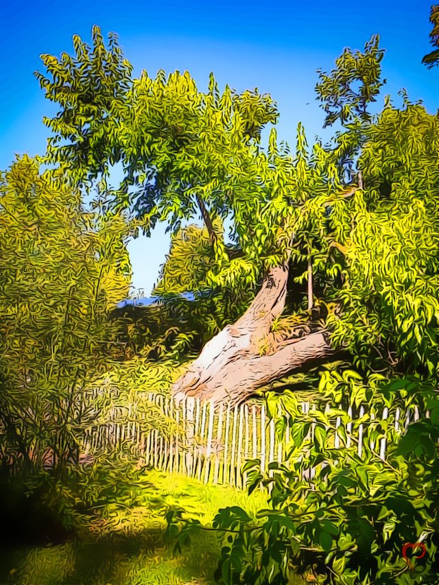 Tree with Fence