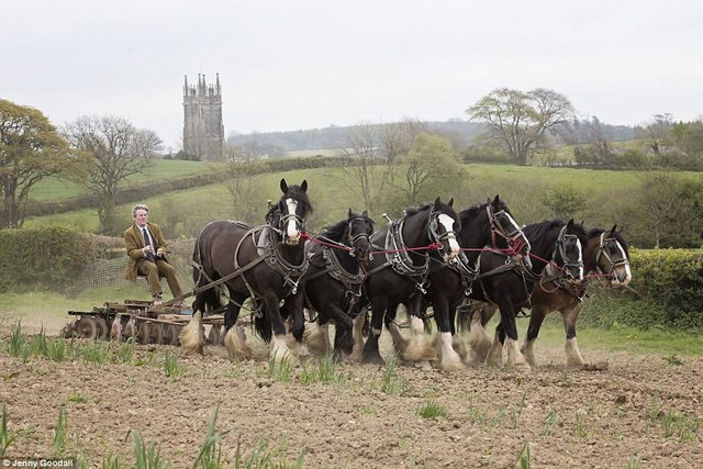 Clysdale Horses 2.jpg