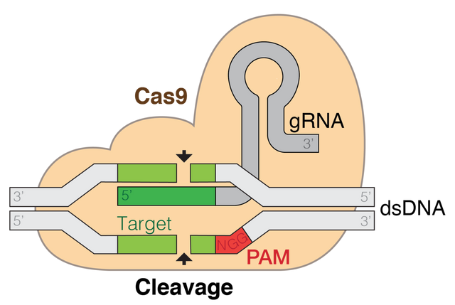 1280px-GRNA-Cas9.png