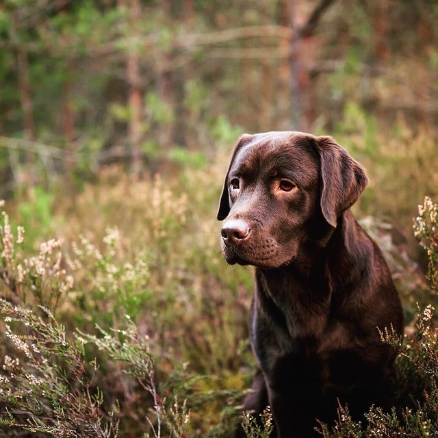 _dog__labrador__nature__animal__forest_June_09__2016_at_0157PM.jpg