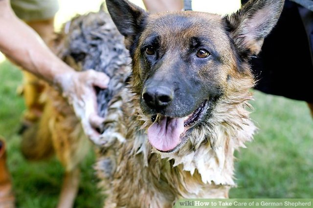 aid501451-v4-728px-Take-Care-of-a-German-Shepherd-Step-6.jpg