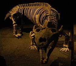 250px-Cynodont.jpg