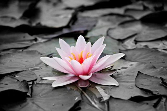 water-lily-pink-aquatic-plant-pink-water-lily-127584.jpeg