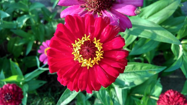 zinnia (9).jpg