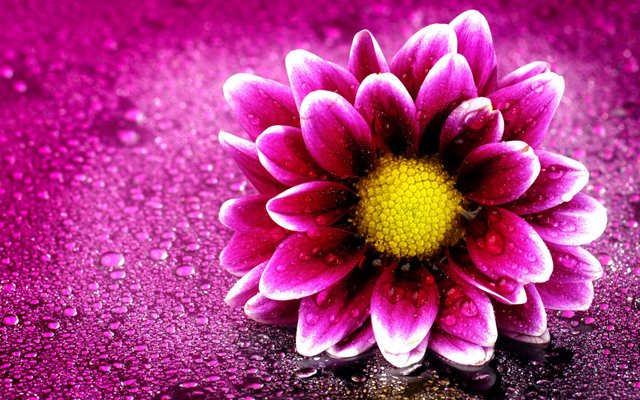 pink_flower_4k-2560x1600(1).jpg