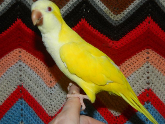 yellow parakeet with red eyes