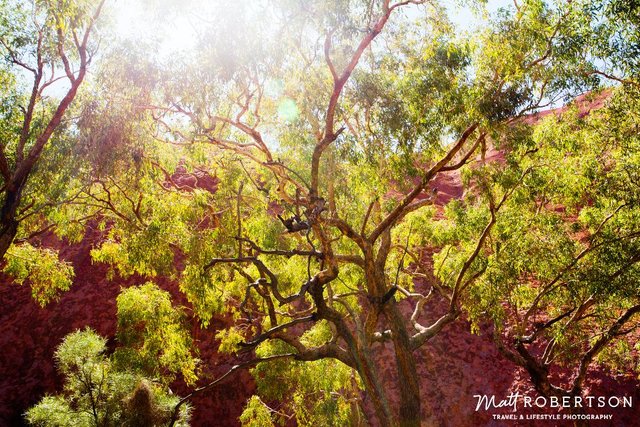 trees3ULURU_1000pxblog.jpg