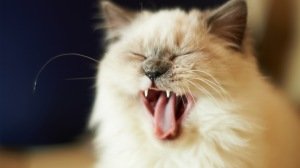 cat_cry_face_fluffy_kitten_95655_300x168.jpg