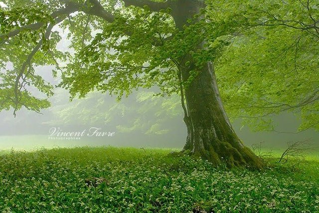 gree-ground-and-green-tree.jpg