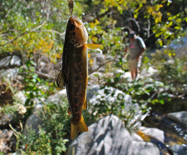 Lake Gregory Winter TROUT Fishing, RAINBOW Trout, San Bernardino  Mountains