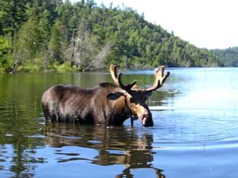 moose.jpg