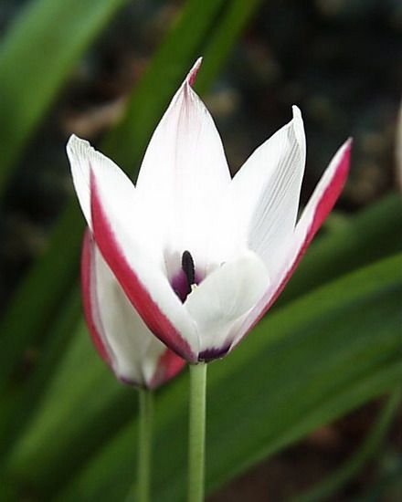 Tulipa_clusiana2.jpg