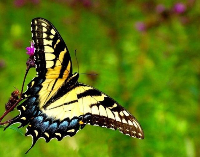 Butterfly-620x486.jpg