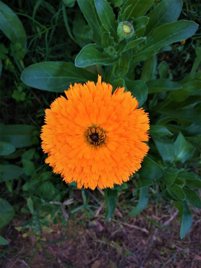 Orange_Dhalia_Flower.jpg