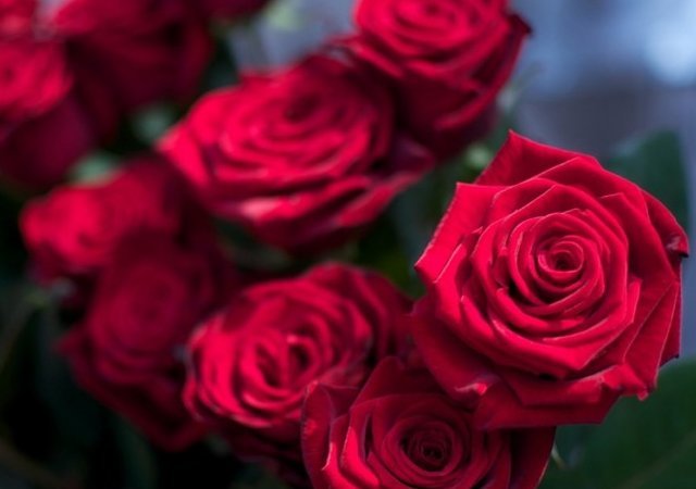 1517949345-rose_day_218.jpg